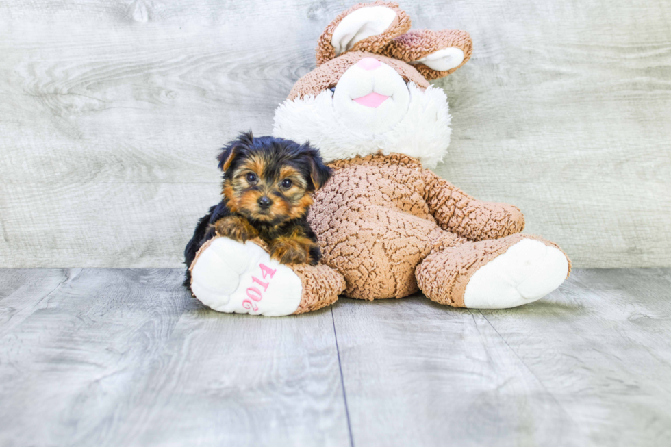 Meet Twinkle - our Yorkshire Terrier Puppy Photo 