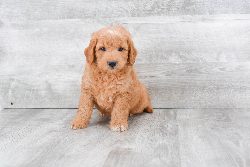 Mini Goldendoodle Puppy for Adoption