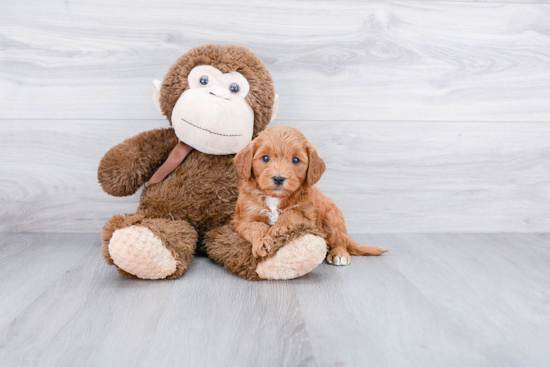 Playful Golden Retriever Poodle Mix Puppy