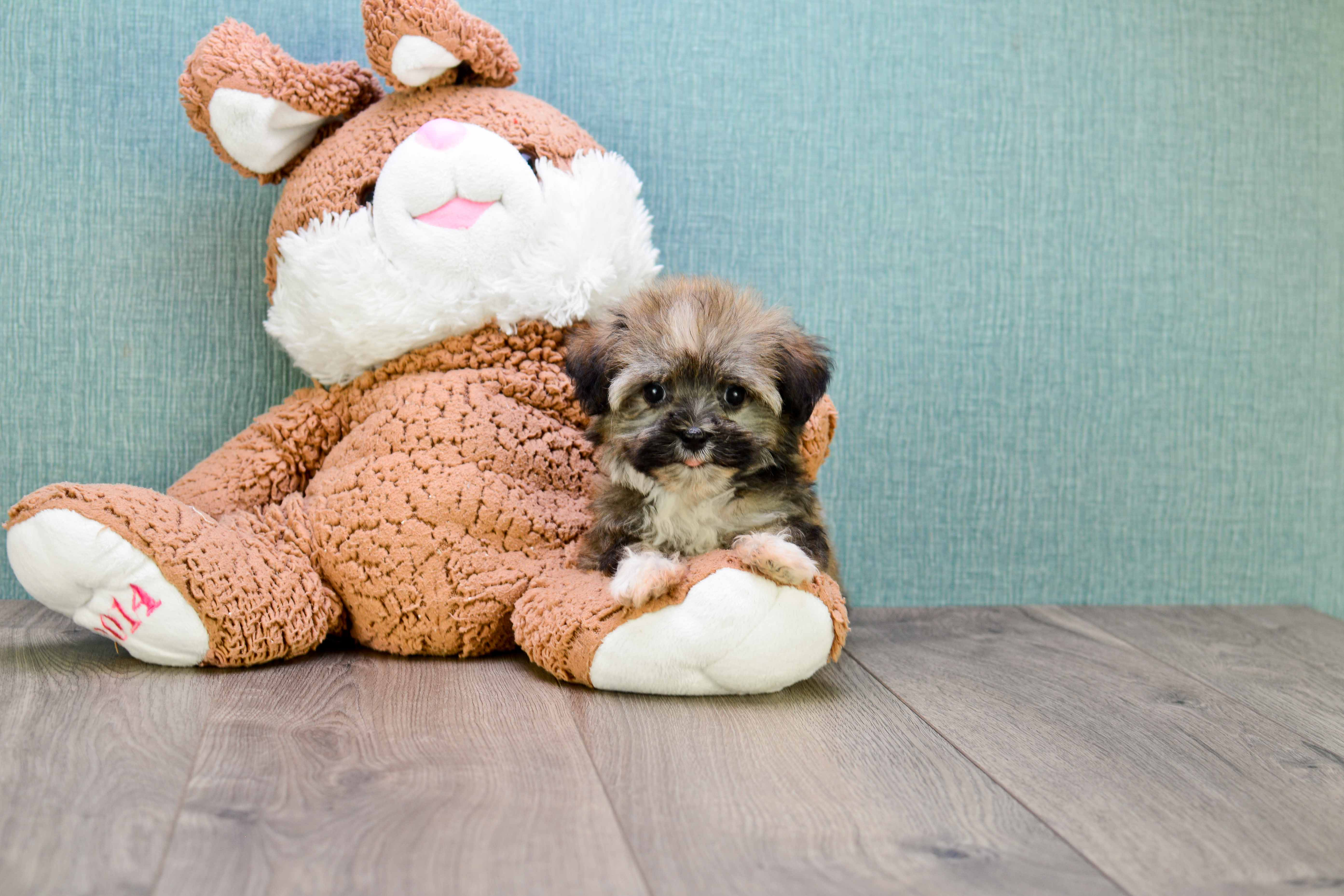 Havanese Pup Being Cute