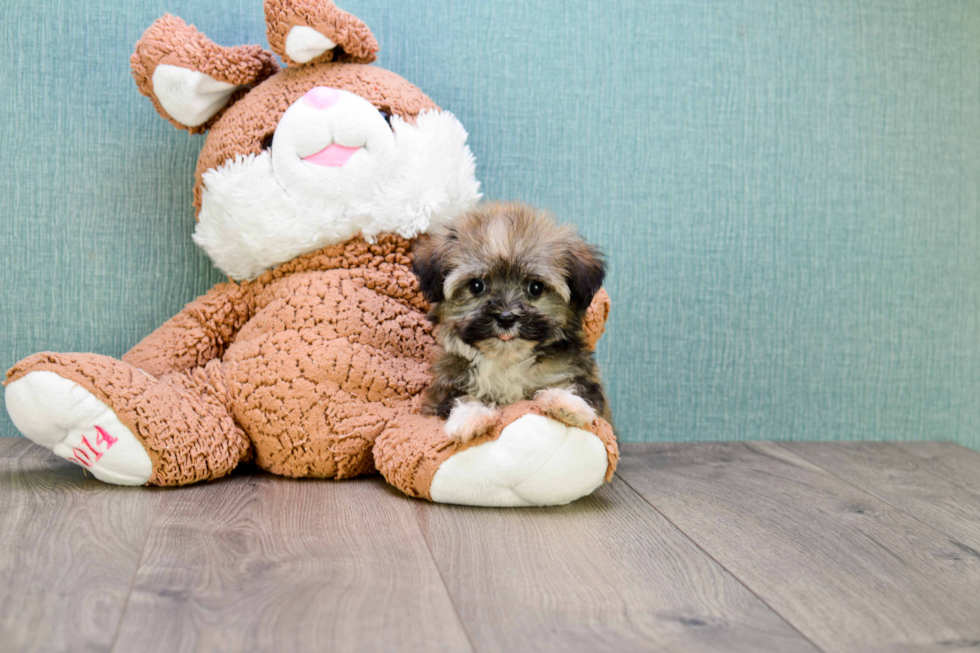 Havanese Pup Being Cute