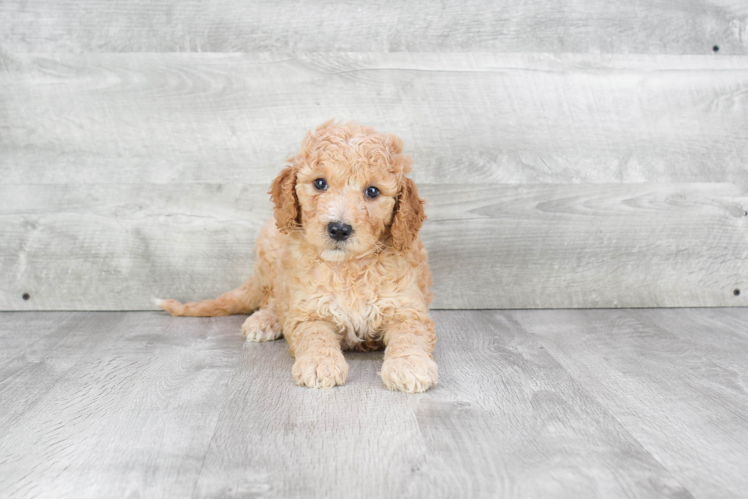 Cute Mini Goldendoodle Baby