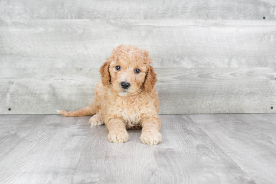 Cute Mini Goldendoodle Baby