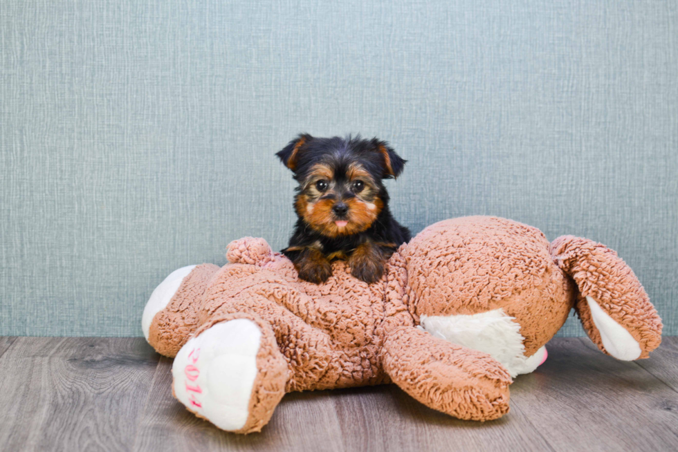 Meet Nugget - our Yorkshire Terrier Puppy Photo 