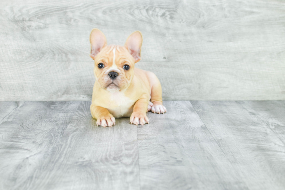 French Bulldog Puppy for Adoption