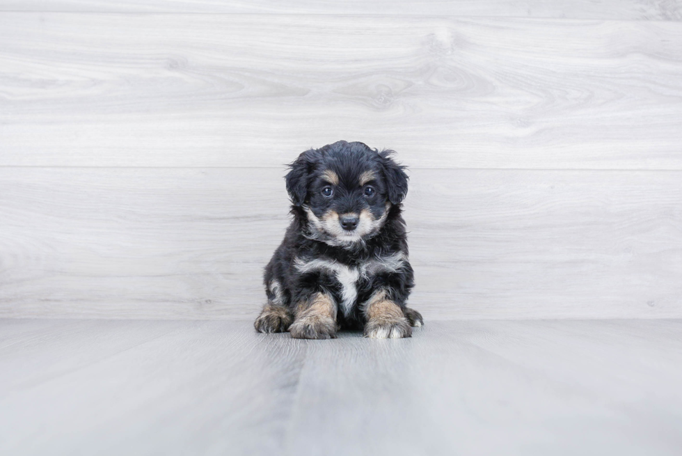 Small Mini Aussiedoodle Baby