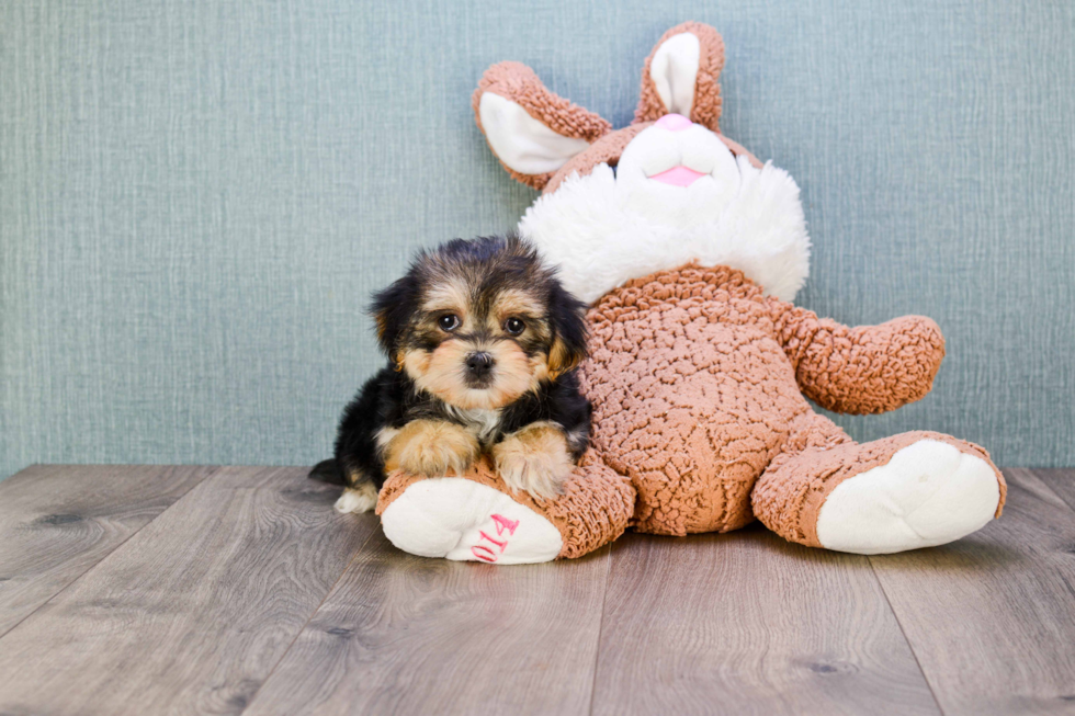 Morkie Pup Being Cute