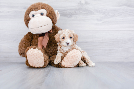 Happy Cockapoo Baby