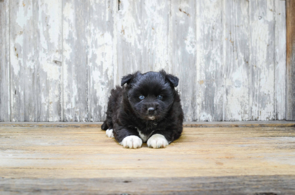 Sweet Pomsky Baby