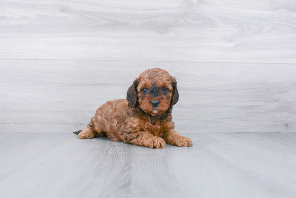 Cute Cavapoo Baby