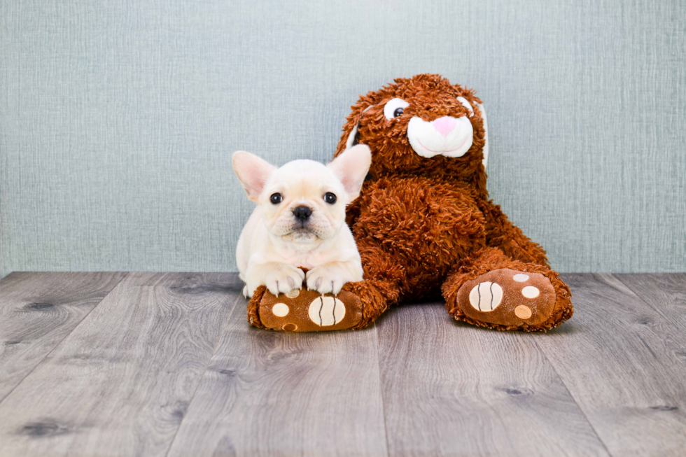 Hypoallergenic French Bulldog Baby