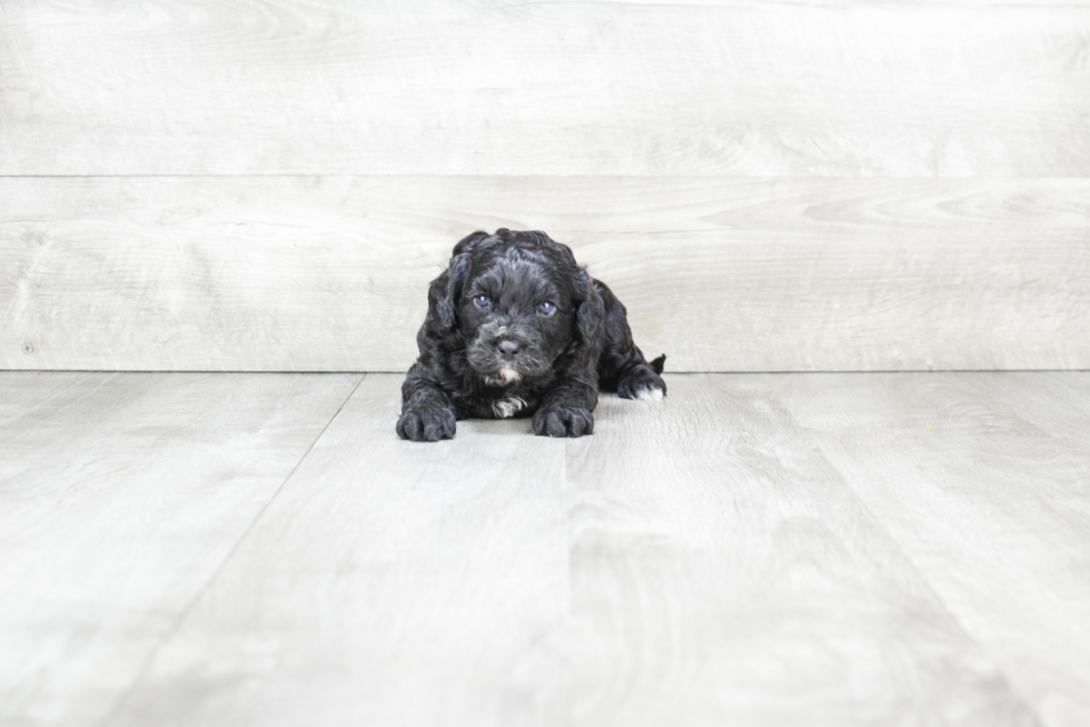 Cute Cavapoo Baby