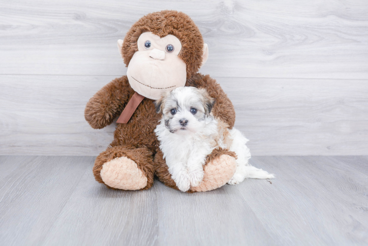 Smart Havanese Purebred Puppy