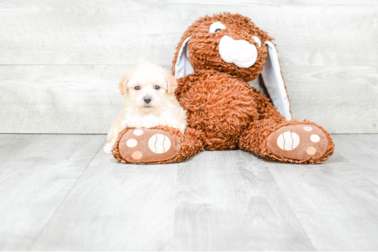 Funny Maltipoo Poodle Mix Pup