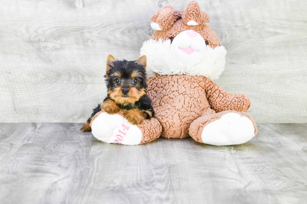 Meet Beckham - our Yorkshire Terrier Puppy Photo 