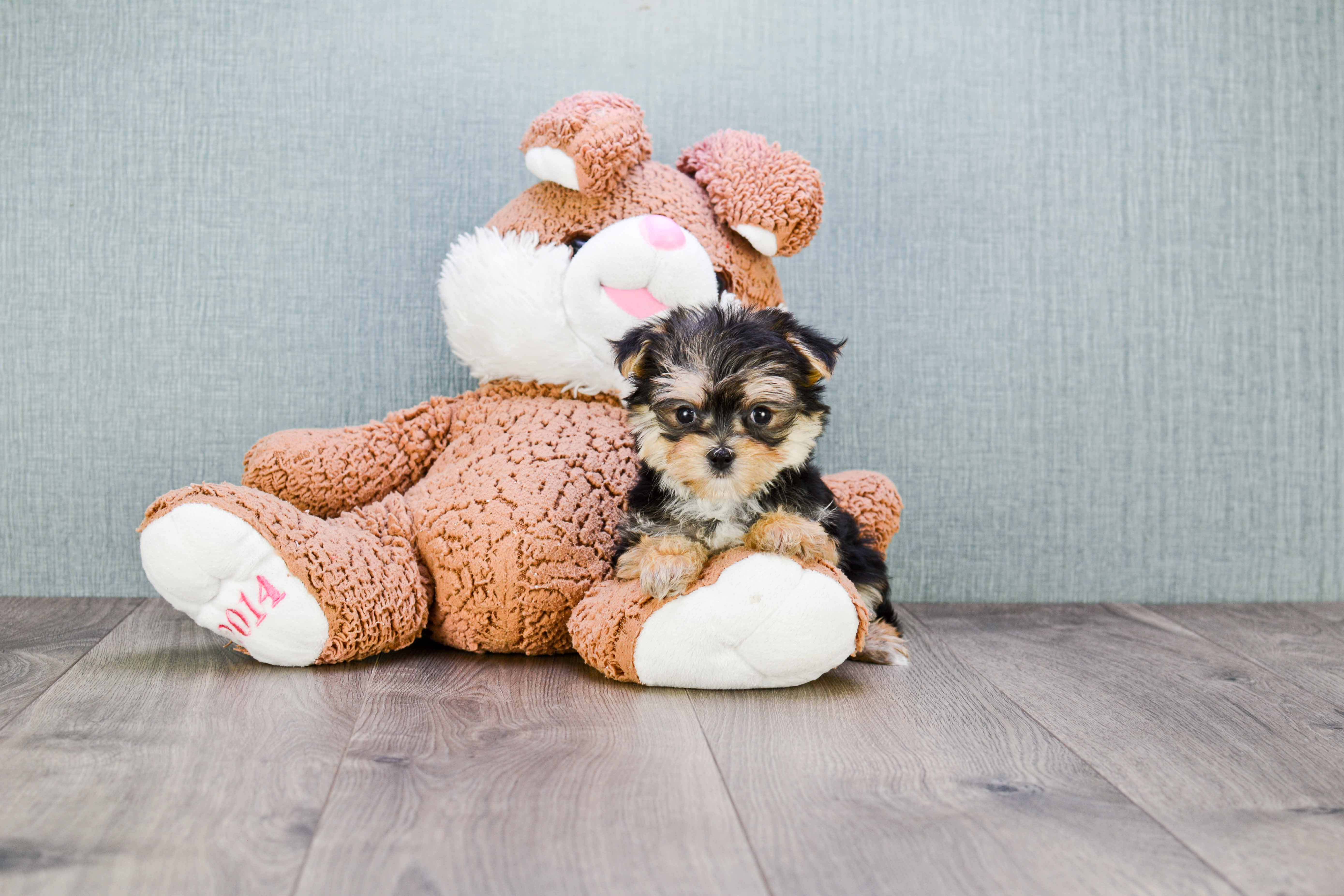 Funny Morkie Designer Pup