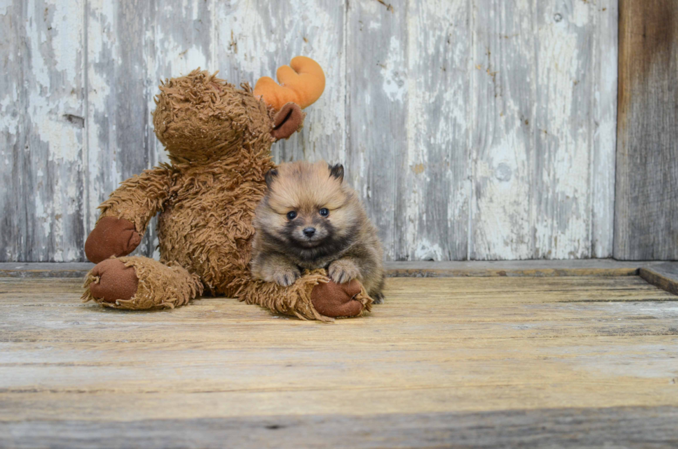 Playful Pomeranian Purebred Pup