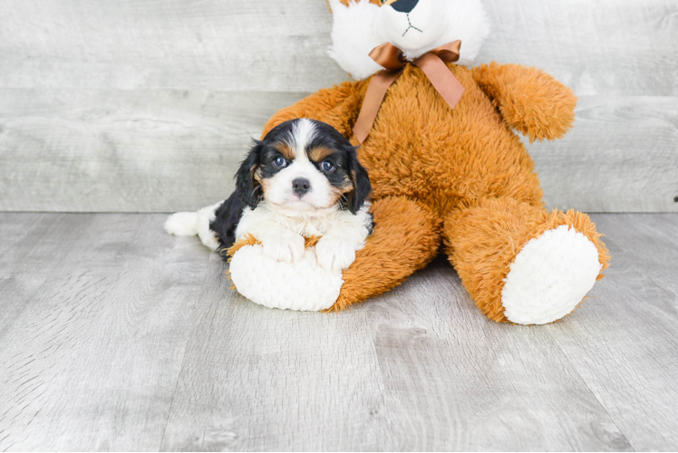 Playful Cavalier King Charles Spaniel Baby