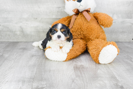 Playful Cavalier King Charles Spaniel Baby