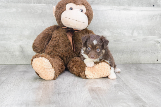 Mini Aussiedoodle Puppy for Adoption