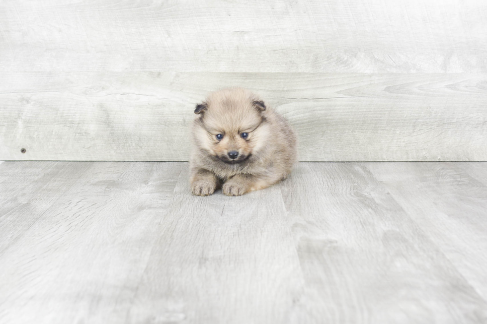 Playful Pomeranian Baby