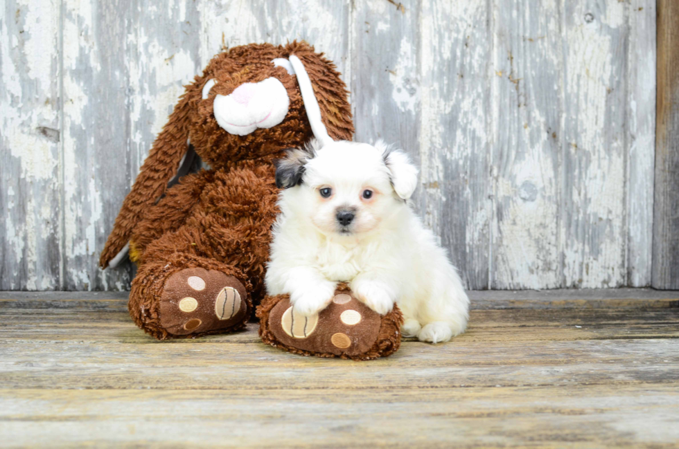 Playful Maltipom Designer Puppy