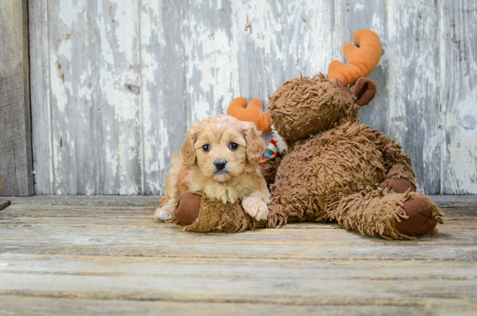 Fluffy Cavapoo Poodle Mix Pup