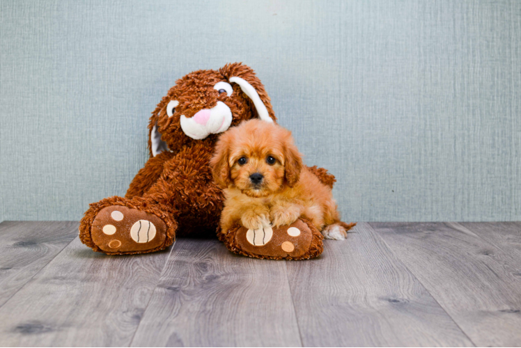 Energetic Cavoodle Poodle Mix Puppy