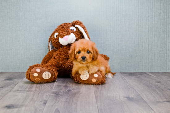 Energetic Cavoodle Poodle Mix Puppy