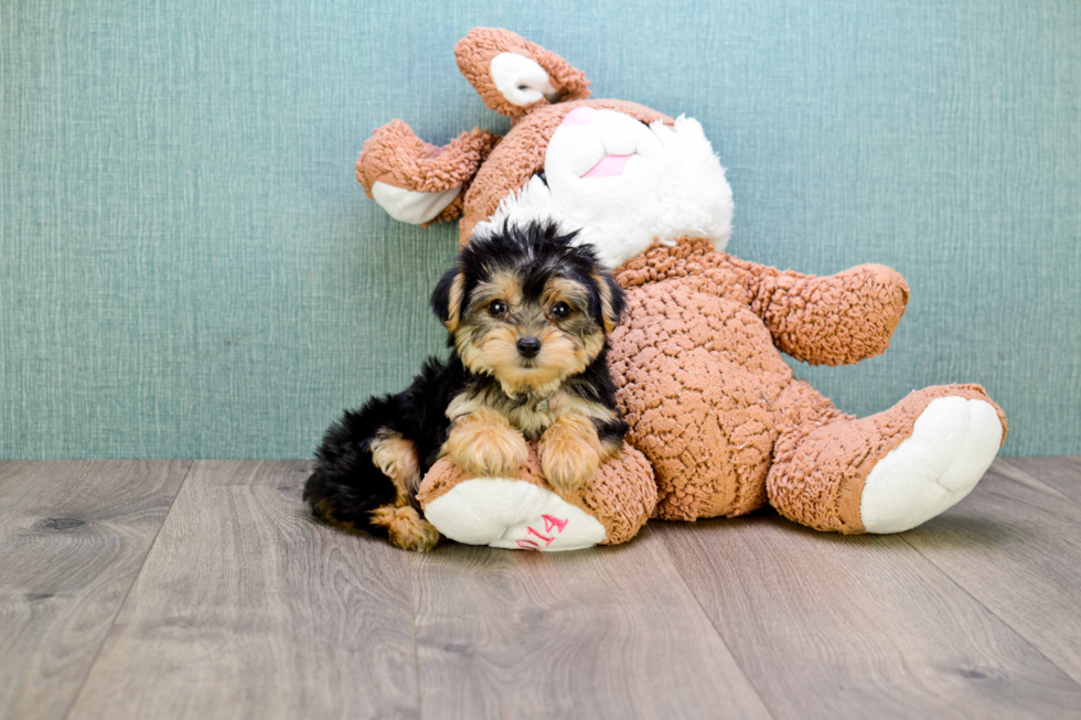 Funny Morkie Designer Pup