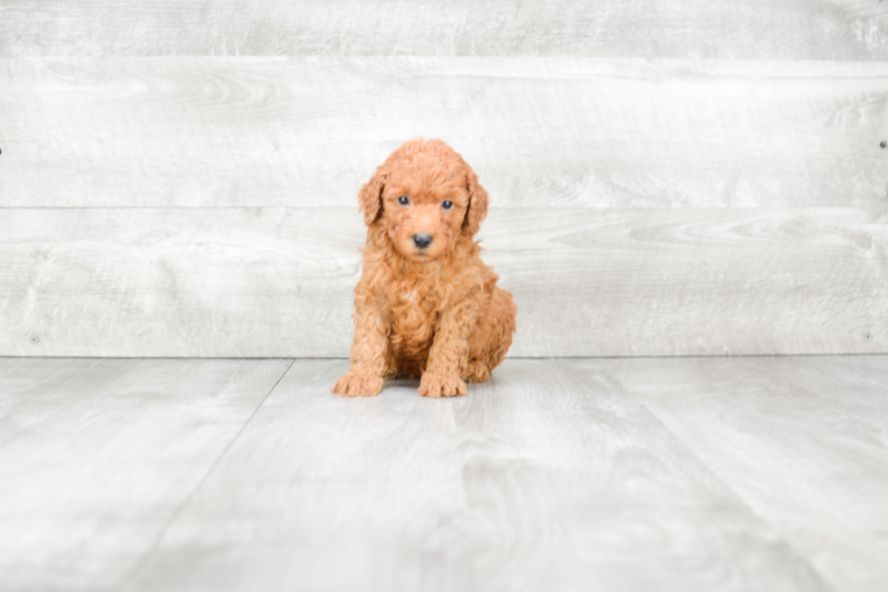 Mini Goldendoodle Pup Being Cute