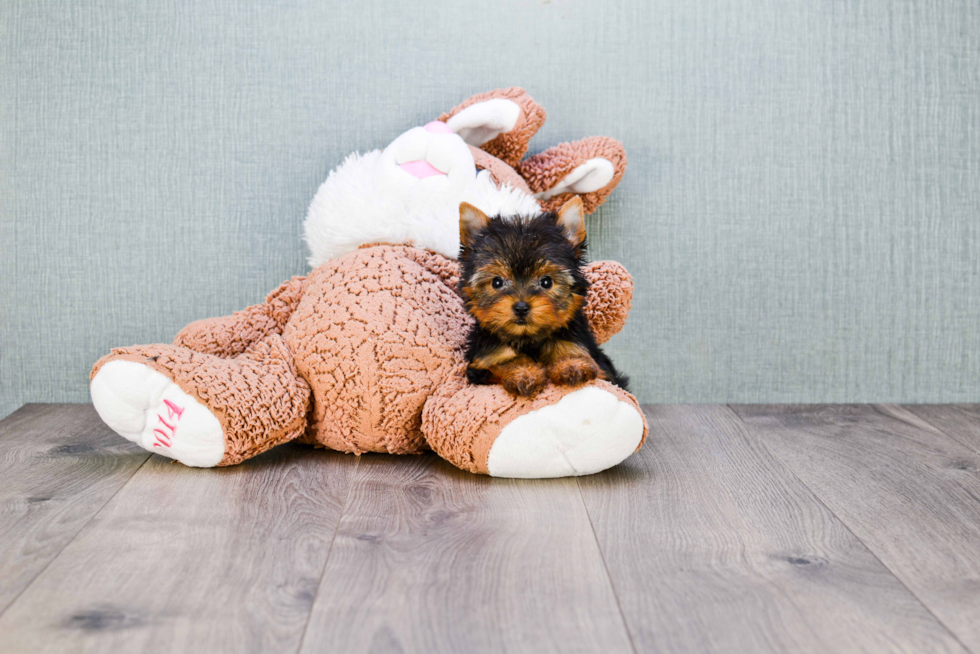 Meet Heidi - our Yorkshire Terrier Puppy Photo 