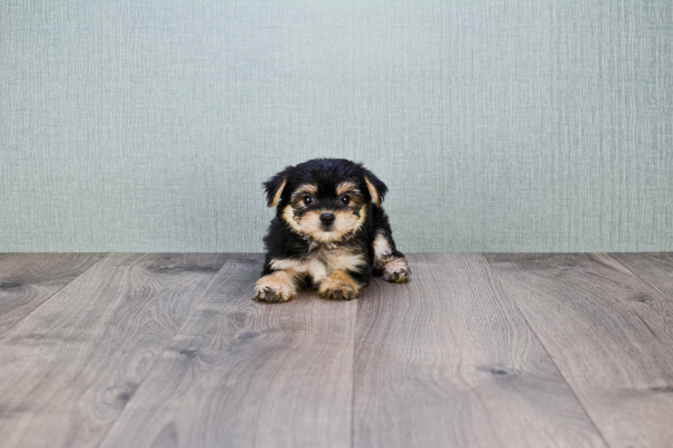 Morkie Puppy for Adoption