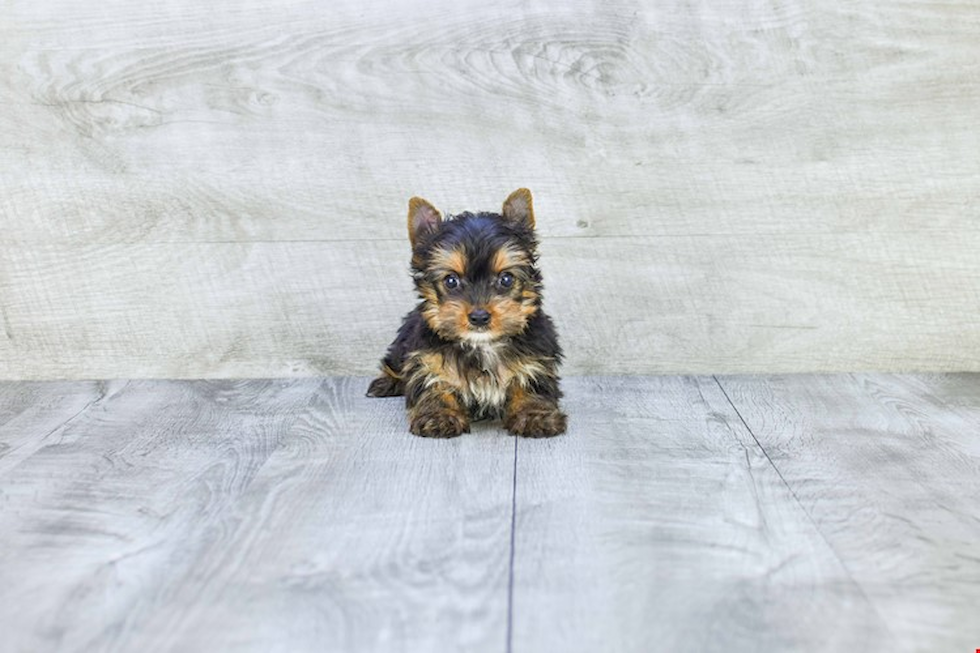 Meet Capone - our Yorkshire Terrier Puppy Photo 