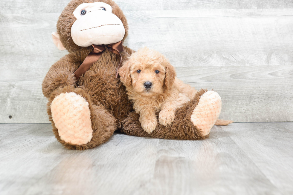 Adorable Golden Retriever Poodle Mix Puppy