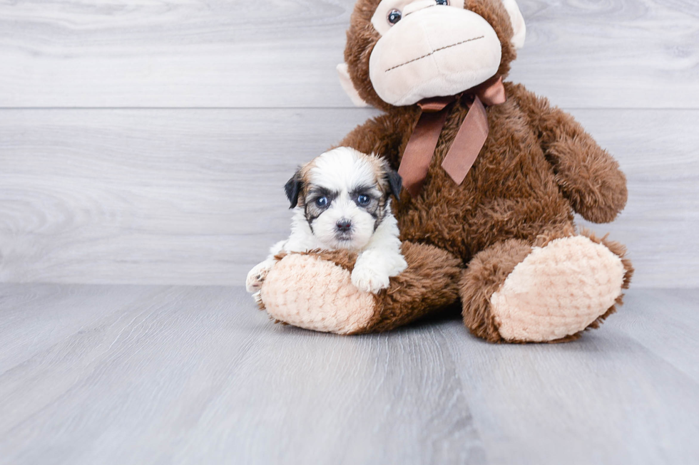 Hypoallergenic Shit Designer Puppy