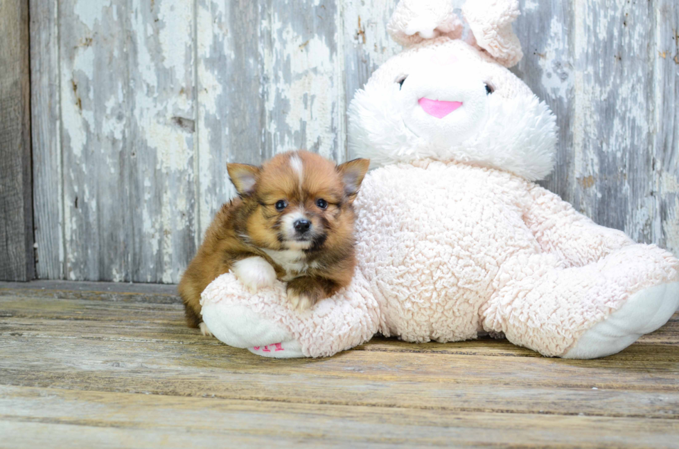 Pomeranian Puppy for Adoption