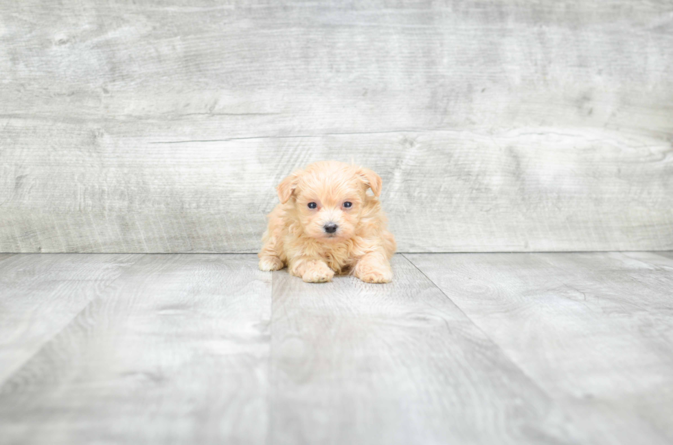 Hypoallergenic Maltepoo Poodle Mix Puppy