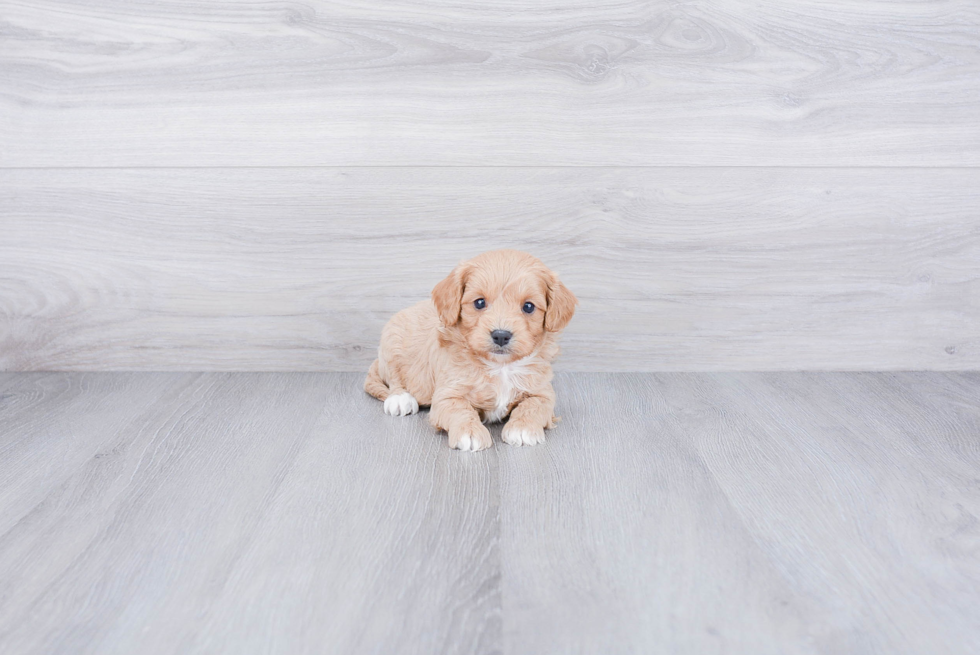 Small Cavapoo Baby