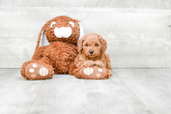 Best Mini Goldendoodle Baby