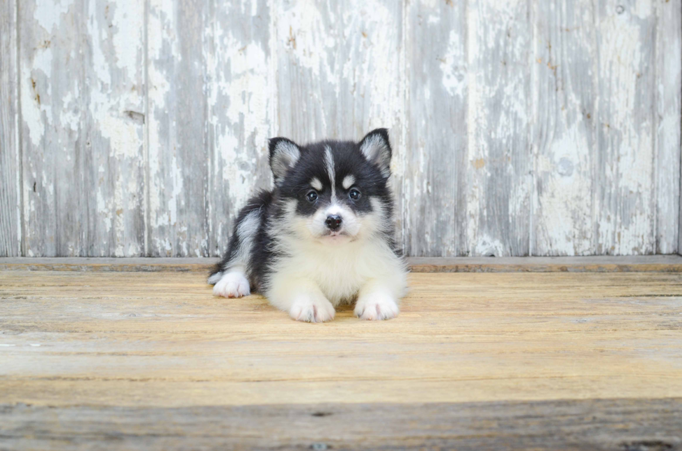 Petite Pomsky Designer Pup