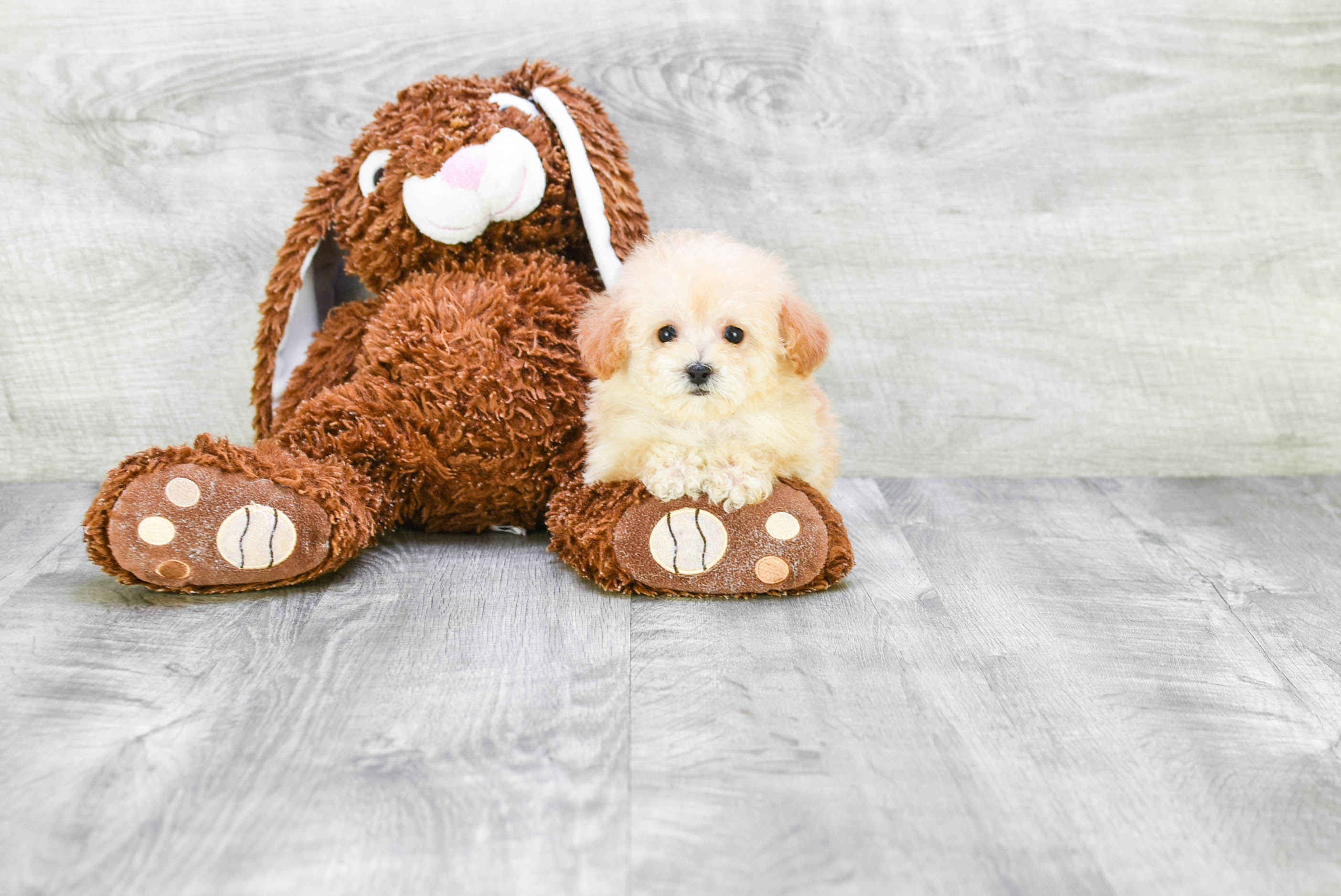 Fluffy Pudle Purebred Puppy
