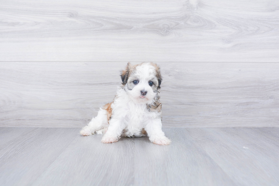 Little Havanese Purebred Pup