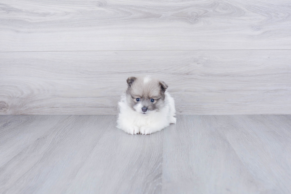 Pomeranian Pup Being Cute