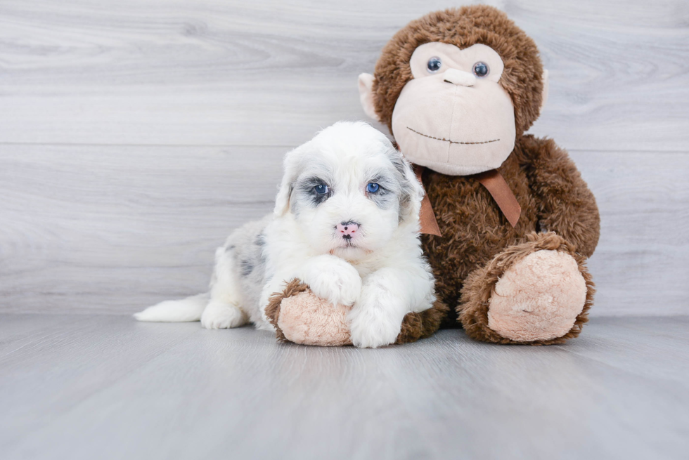 Happy Mini Sheepadoodle Baby