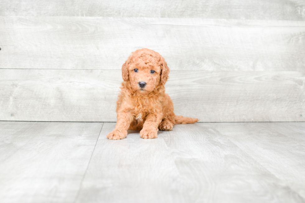 Mini Goldendoodle Puppy for Adoption