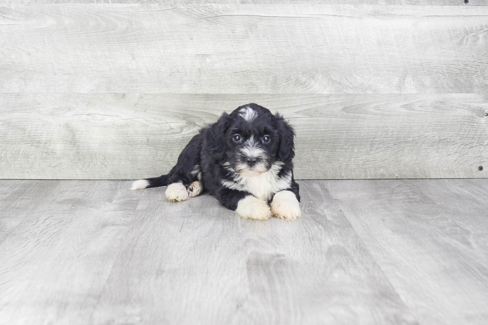 Best Mini Bernedoodle Baby