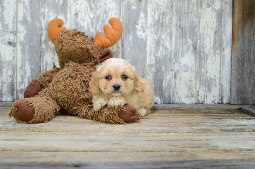 Fluffy Cavachon Designer Pup