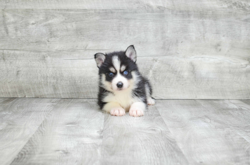 Sweet Pomsky Baby