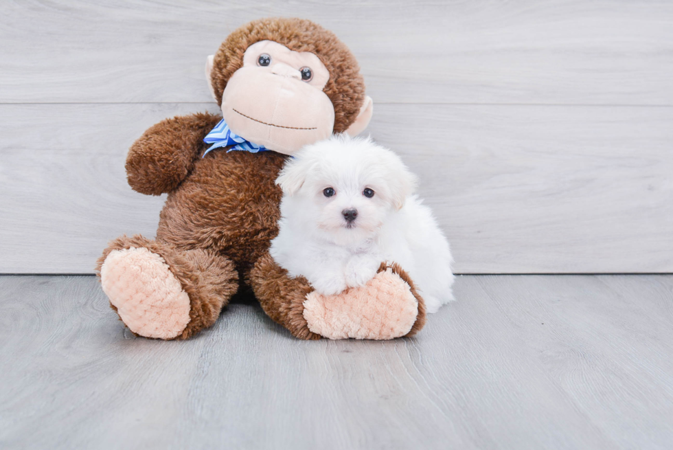 Little Maltese Purebred Pup